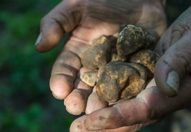 TARTUFO, SÌ DELL'UNESCO: MONTALCINO CELEBRA UN BIS STORICO